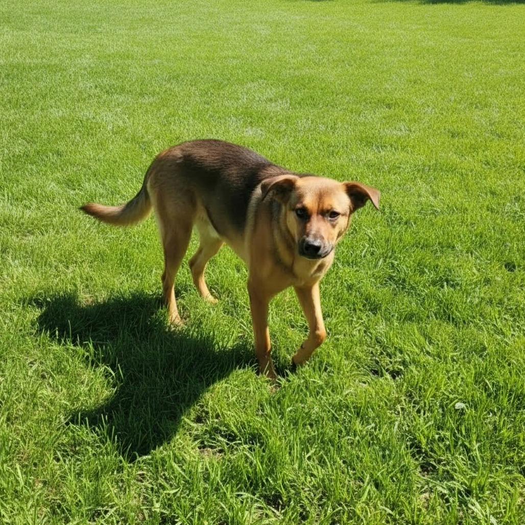 AURO-Sumo, Adoptable, Young Male Shepherd & Mixed Breed.