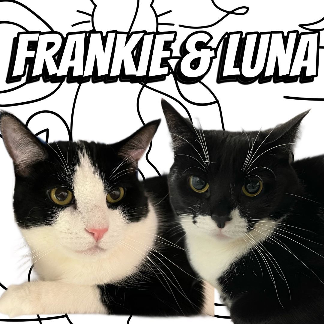 Frankie (m) and Luna (f)