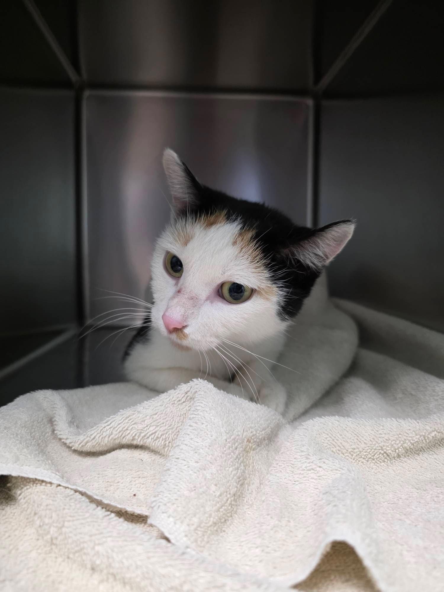 Treat, Adoptable, Adult Female Domestic Short Hair.