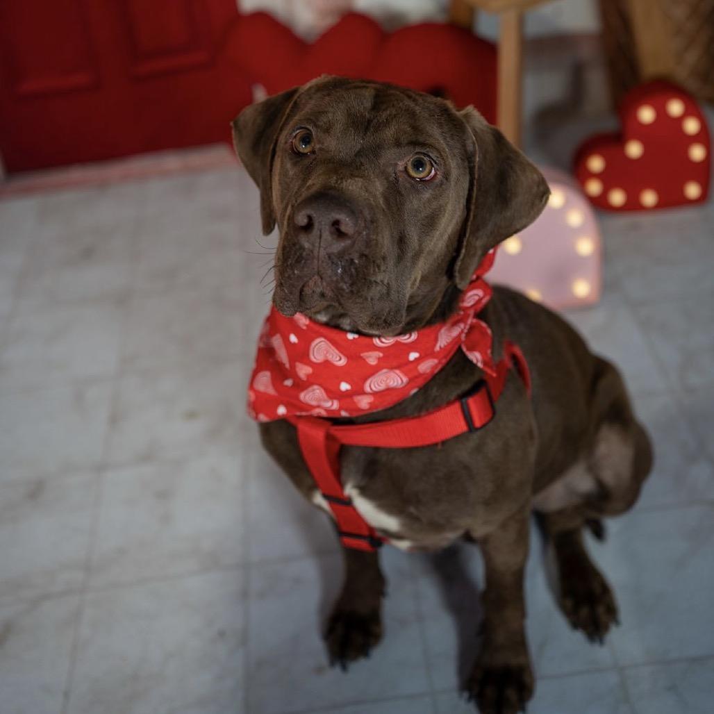 Enlarge Lucky, a Adoptable mixed breed in Aberdeen, NC image 1/5