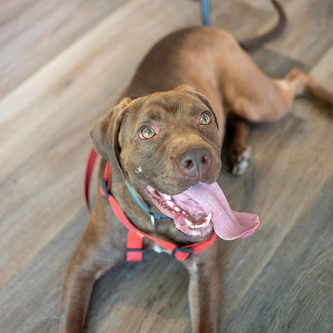 Lucky, a Adoptable mixed breed in Aberdeen, NC image 2/6
