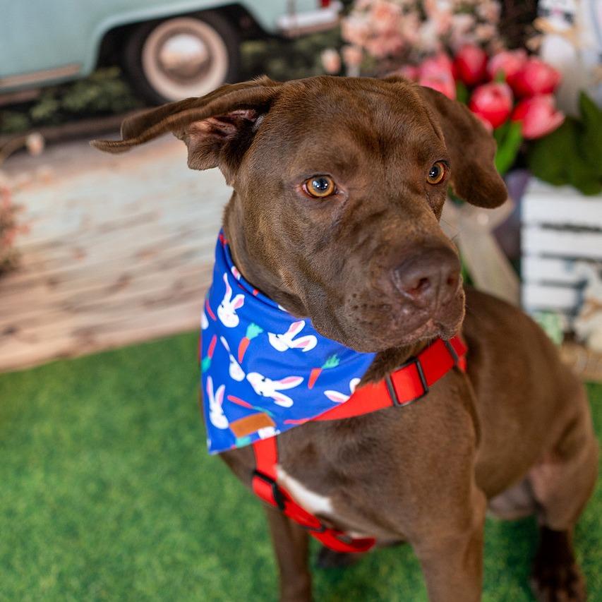 Enlarge Lucky, a Adoptable mixed breed in Aberdeen, NC image 2/6