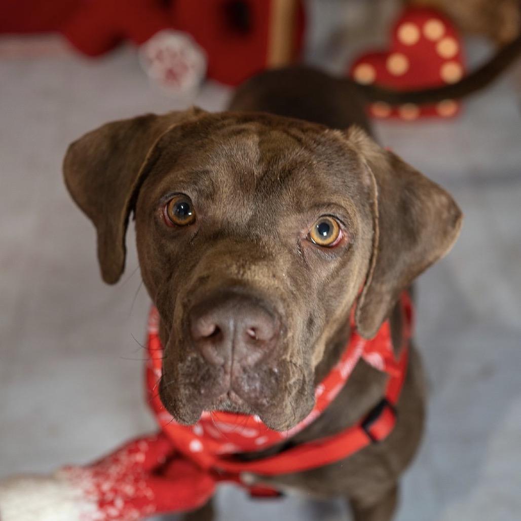 Enlarge Lucky, a Adoptable mixed breed in Aberdeen, NC image 4/5