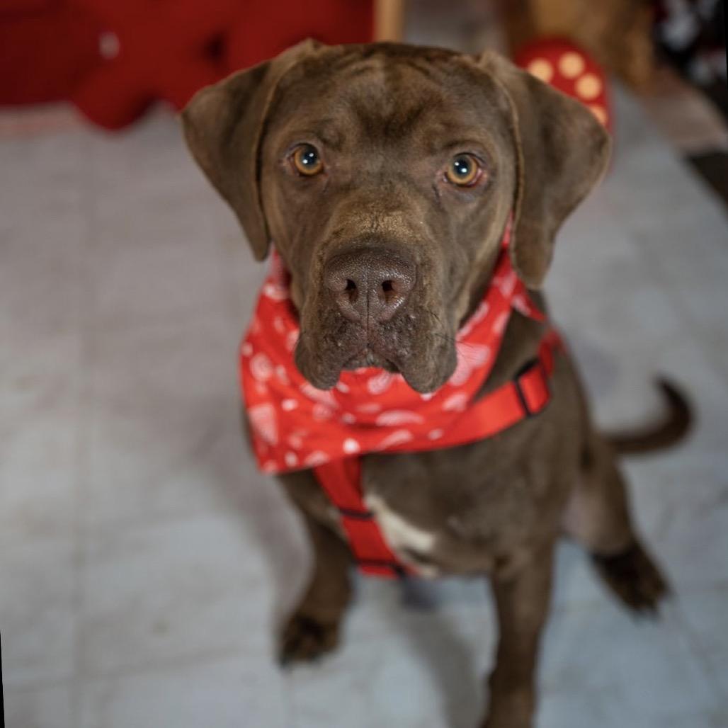 Enlarge Lucky, a Adoptable mixed breed in Aberdeen, NC image 5/5