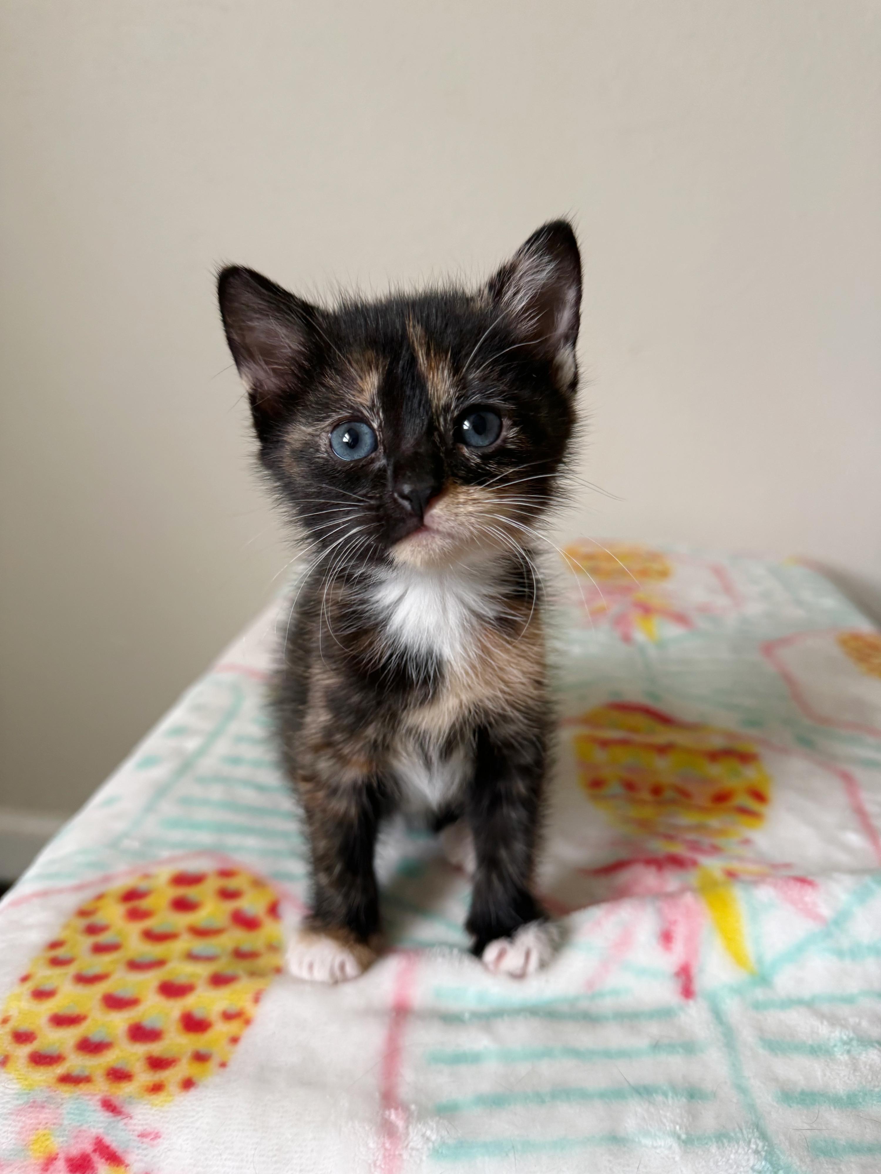Nixie, an adopted mixed breed in Shreveport, LA image 2/4