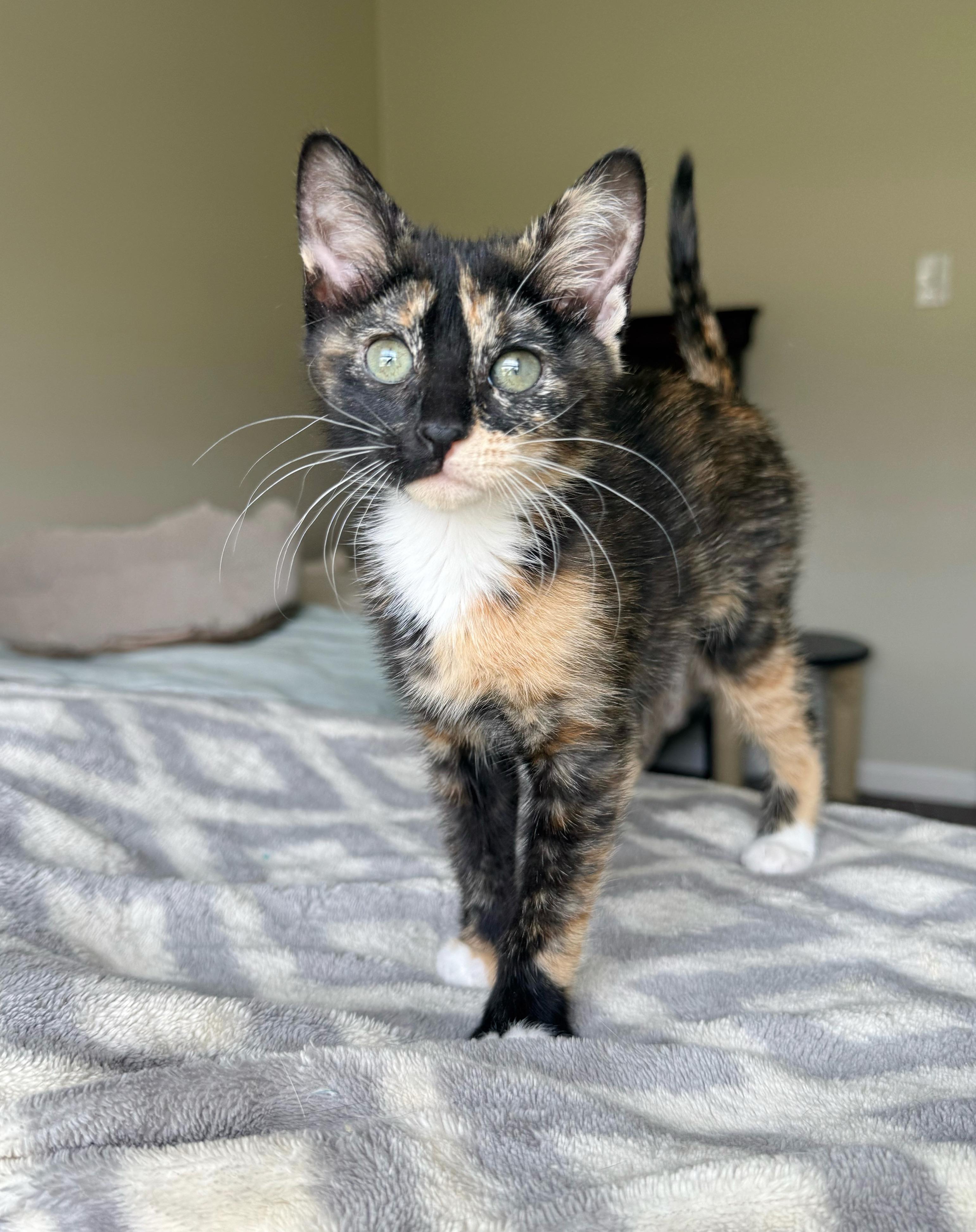 Nixie, an adopted mixed breed in Shreveport, LA image 1/4