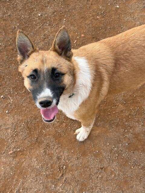 Ziggy, a Adoptable Mixed Breed in Hobbs, NM image 1/6