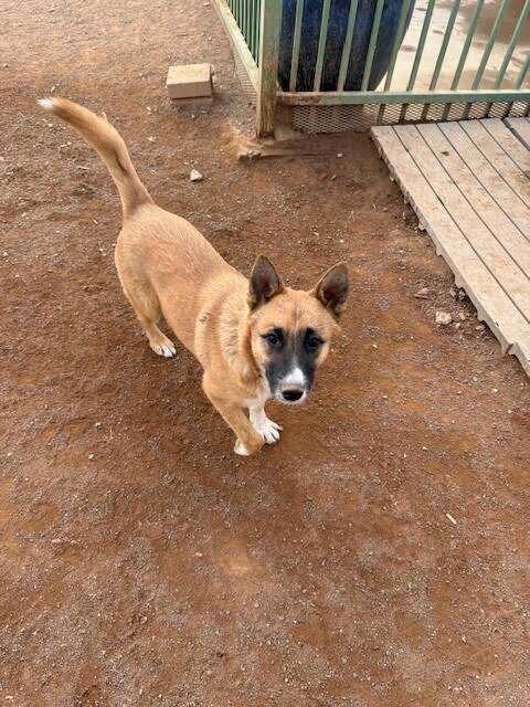 Ziggy, a Adoptable Mixed Breed in Hobbs, NM image 2/6