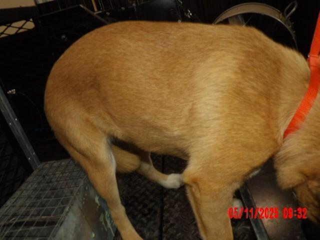 Ziggy, a Adoptable Mixed Breed in Hobbs, NM image 3/6