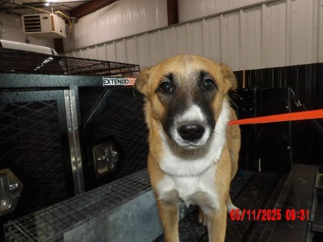 Ziggy, a Adoptable Mixed Breed in Hobbs, NM image 5/6
