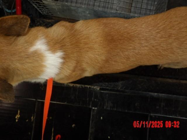 Ziggy, a Adoptable Mixed Breed in Hobbs, NM image 6/6