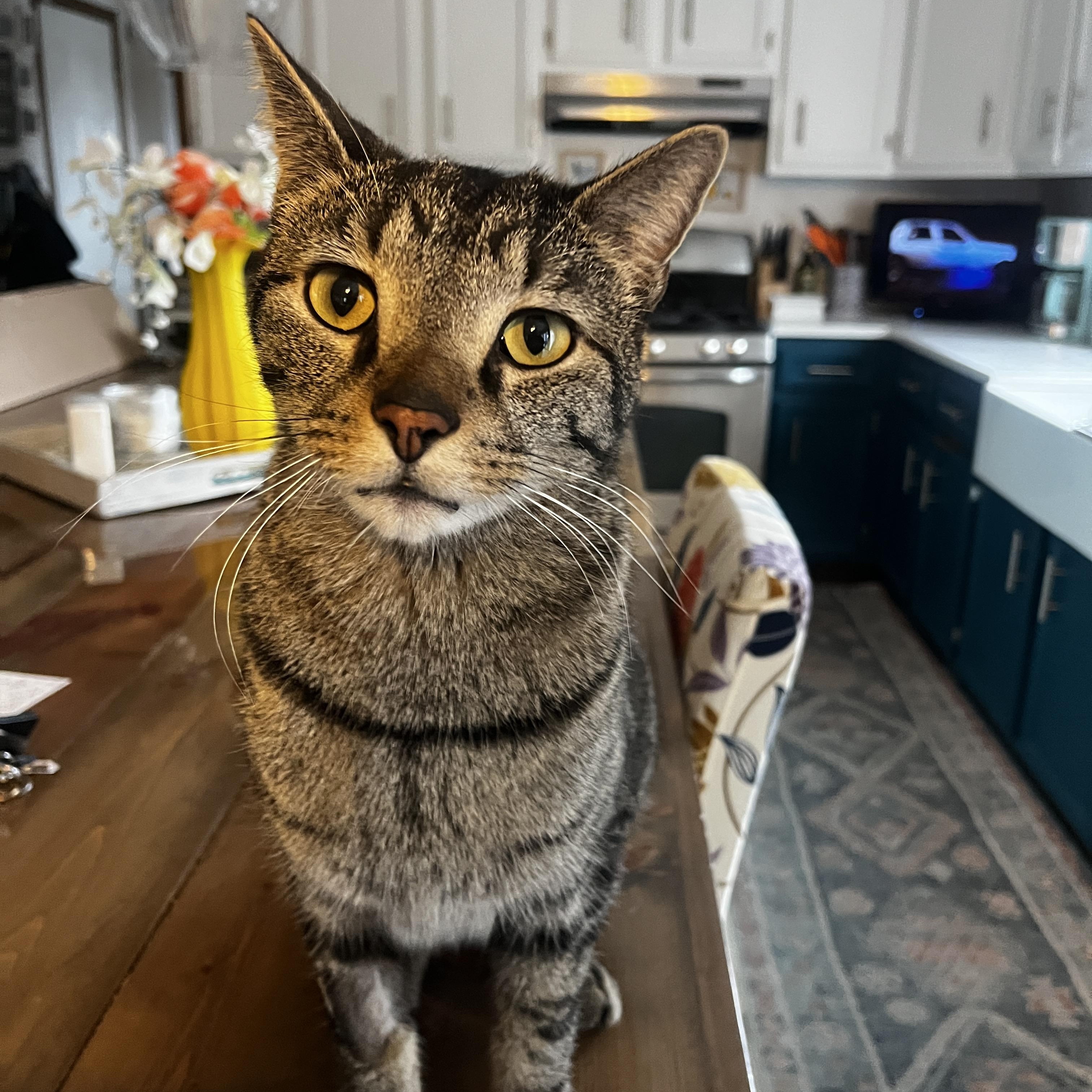Tom (aka Tom Tom Tamale), a ADOPTABLE Domestic Short Hair in Lemont, IL image 1/6