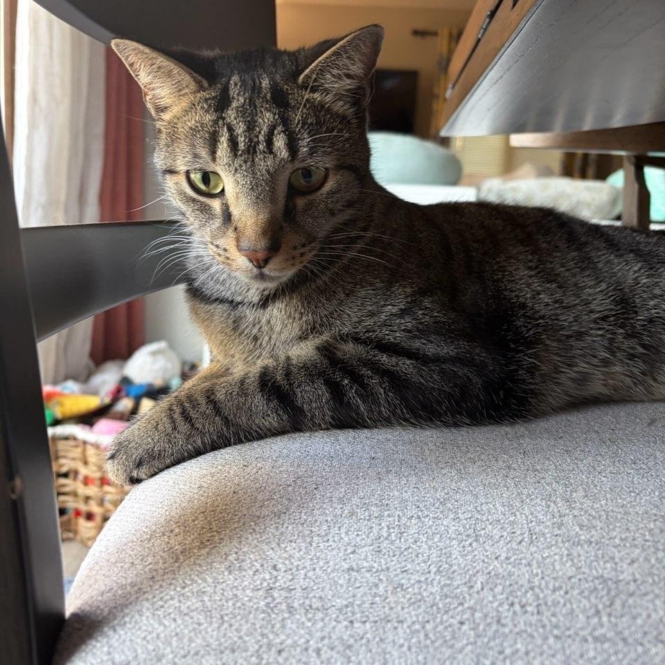 Tom (aka Tom Tom Tamale), a ADOPTABLE Domestic Short Hair in Lemont, IL image 5/6