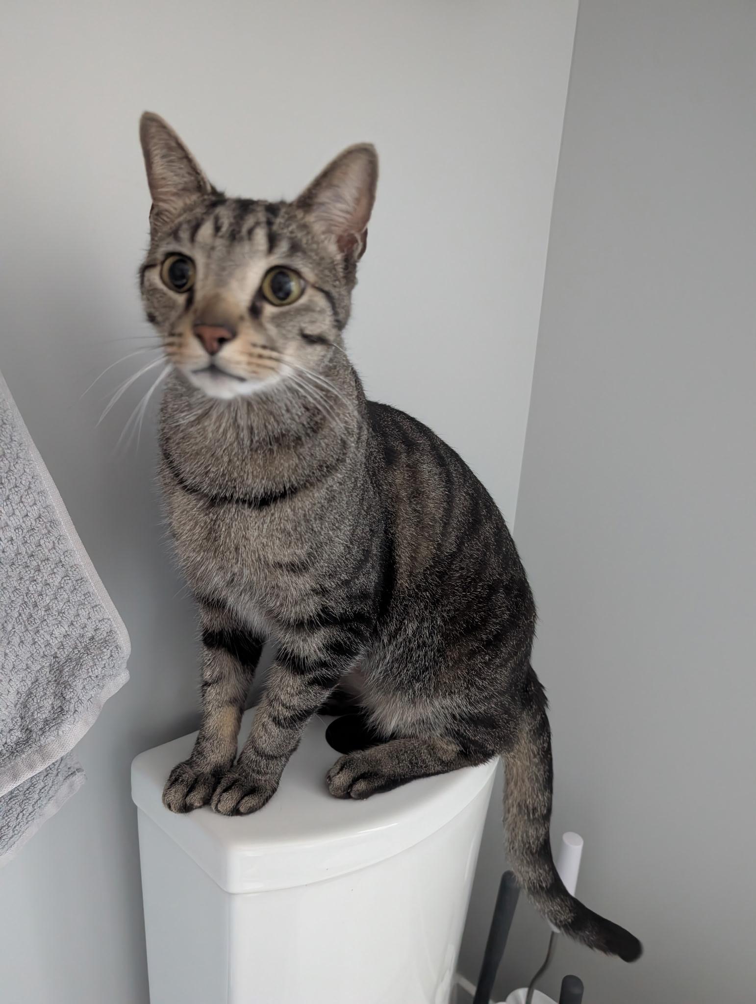Tom (aka Tom Tom Tamale), a ADOPTABLE Domestic Short Hair in Lemont, IL image 6/6