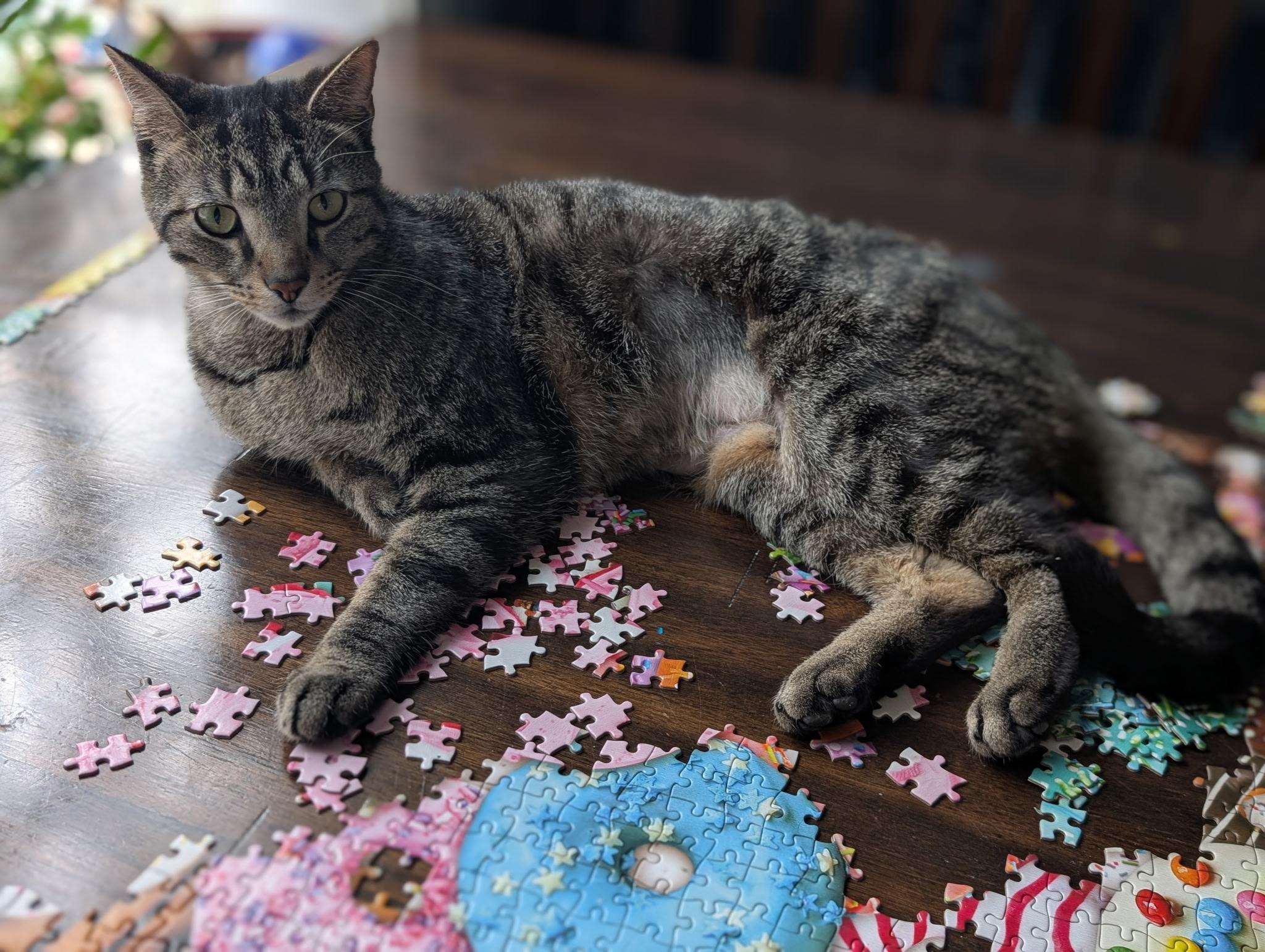 Tom (aka Tom Tom Tamale), a ADOPTABLE Domestic Short Hair in Lemont, IL image 4/6