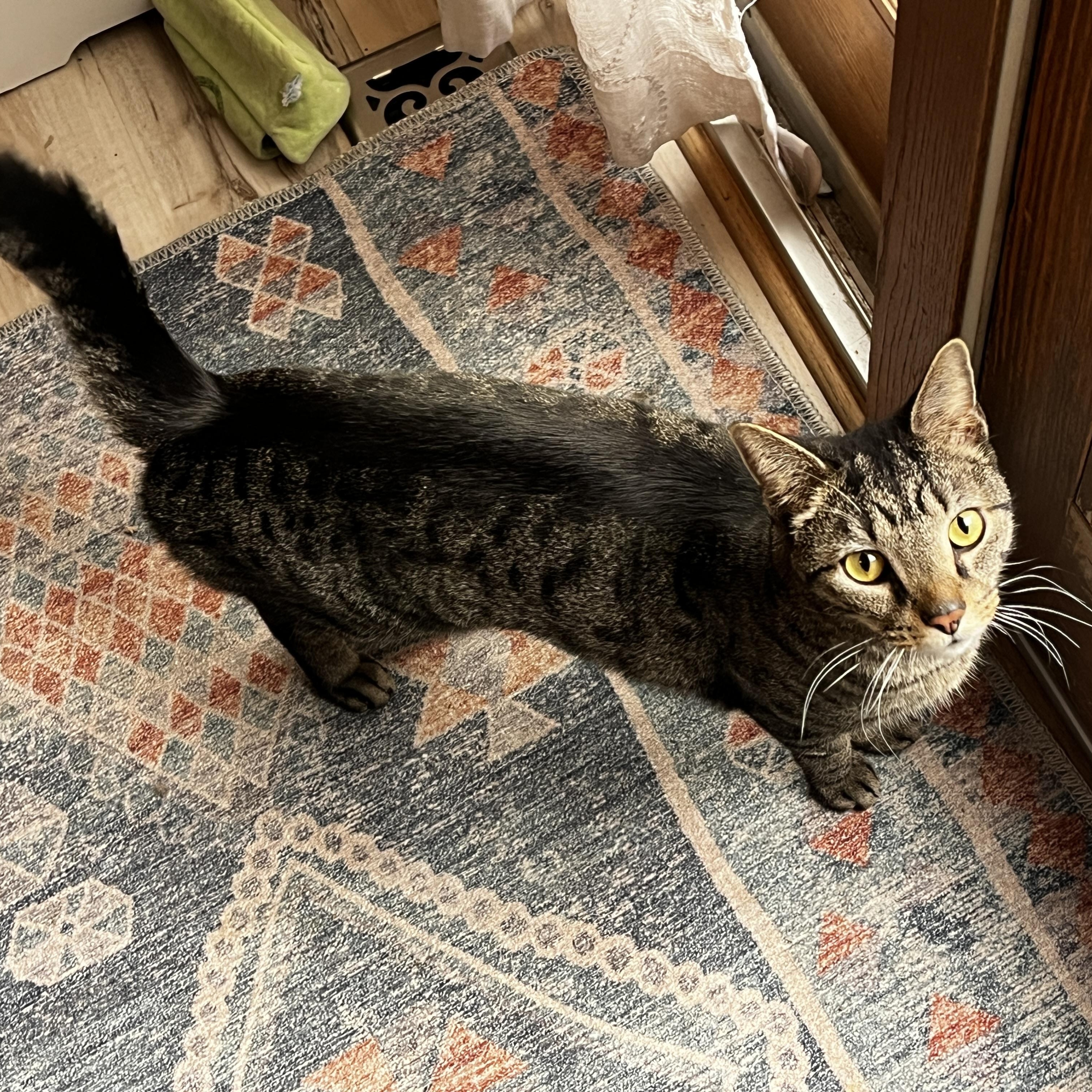 Tom (aka Tom Tom Tamale), a ADOPTABLE Domestic Short Hair in Lemont, IL image 2/6