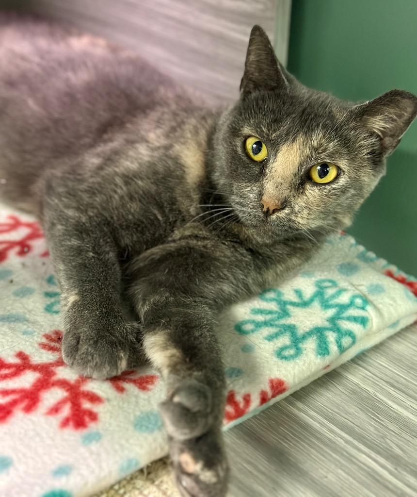 Thelma, Adoptable, Young Female Extra-Toes Cat / Hemingway Polydactyl.