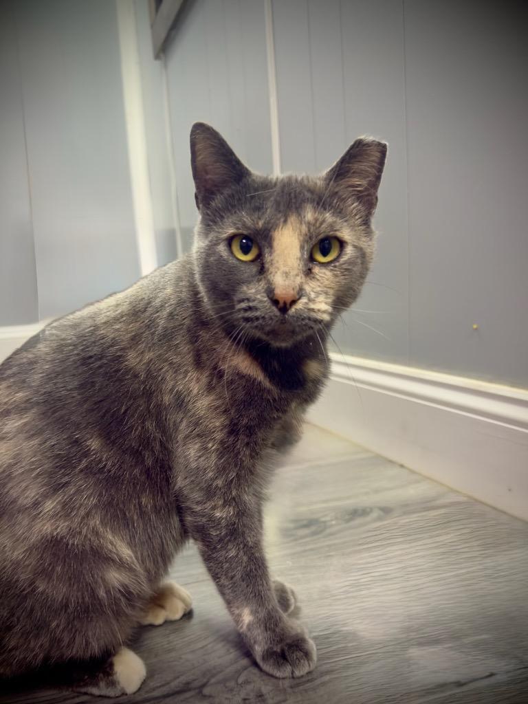 Thelma, a Adoptable Extra-Toes Cat / Hemingway Polydactyl in Waynesville, MO image 2/2