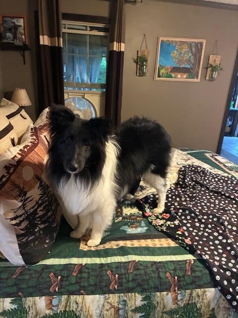 Enlarge Shelby, a ADOPTABLE Shetland Sheepdog / Sheltie in vALE, NC image 1/1
