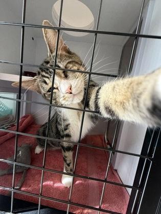 Enlarge Uno at Coffee and the Cats, a Adoptable mixed breed in Rapid City, SD image 4/4