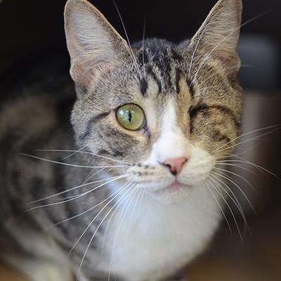 Enlarge Uno at Coffee and the Cats, a Adoptable mixed breed in Rapid City, SD image 1/4