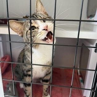 Enlarge Uno at Coffee and the Cats, a Adoptable mixed breed in Rapid City, SD image 3/4