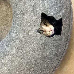 Enlarge Uno at Coffee and the Cats, a Adoptable mixed breed in Rapid City, SD image 2/4