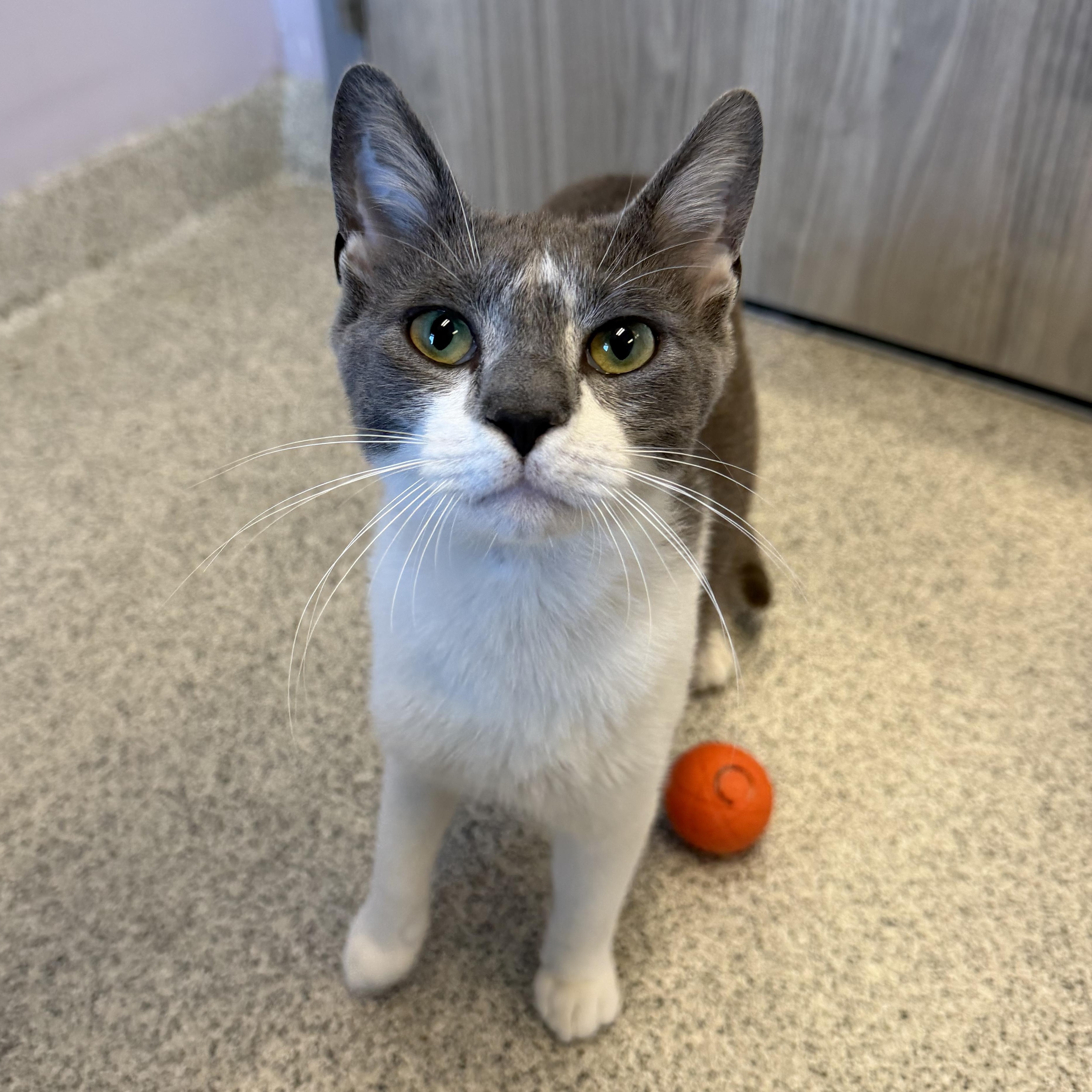 Tabooey, an adopted Domestic Short Hair in Cooperstown, NY image 3/3