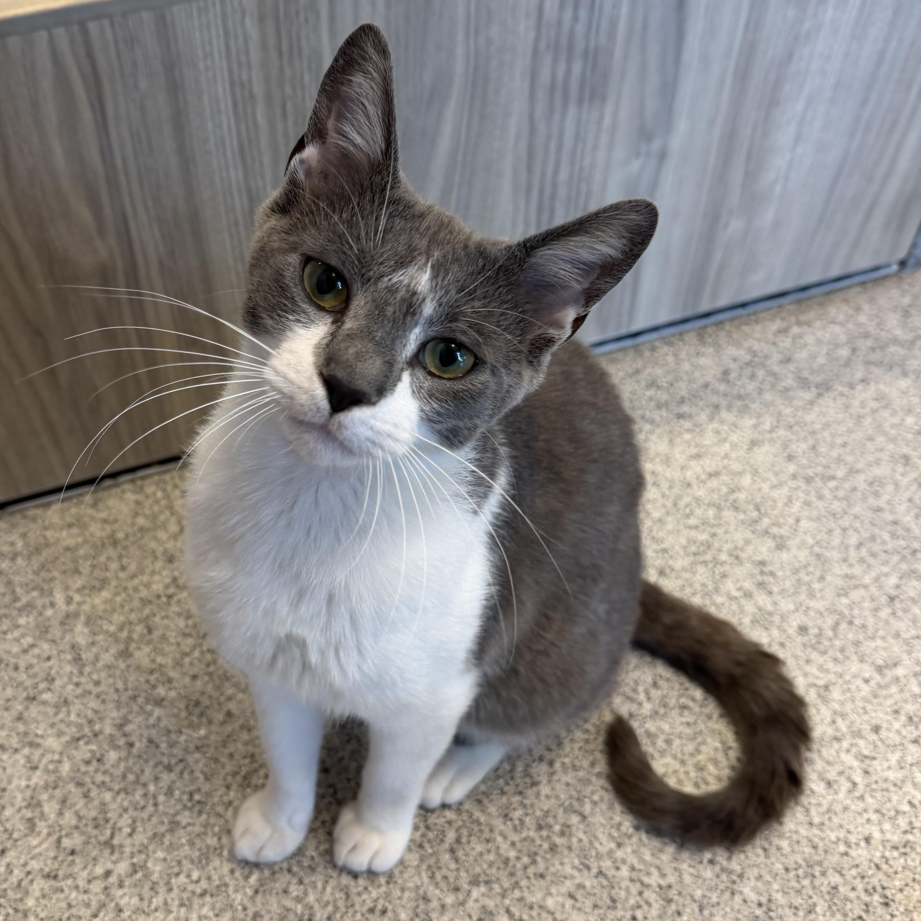 Tabooey, adopted, Young Male Domestic Short Hair.