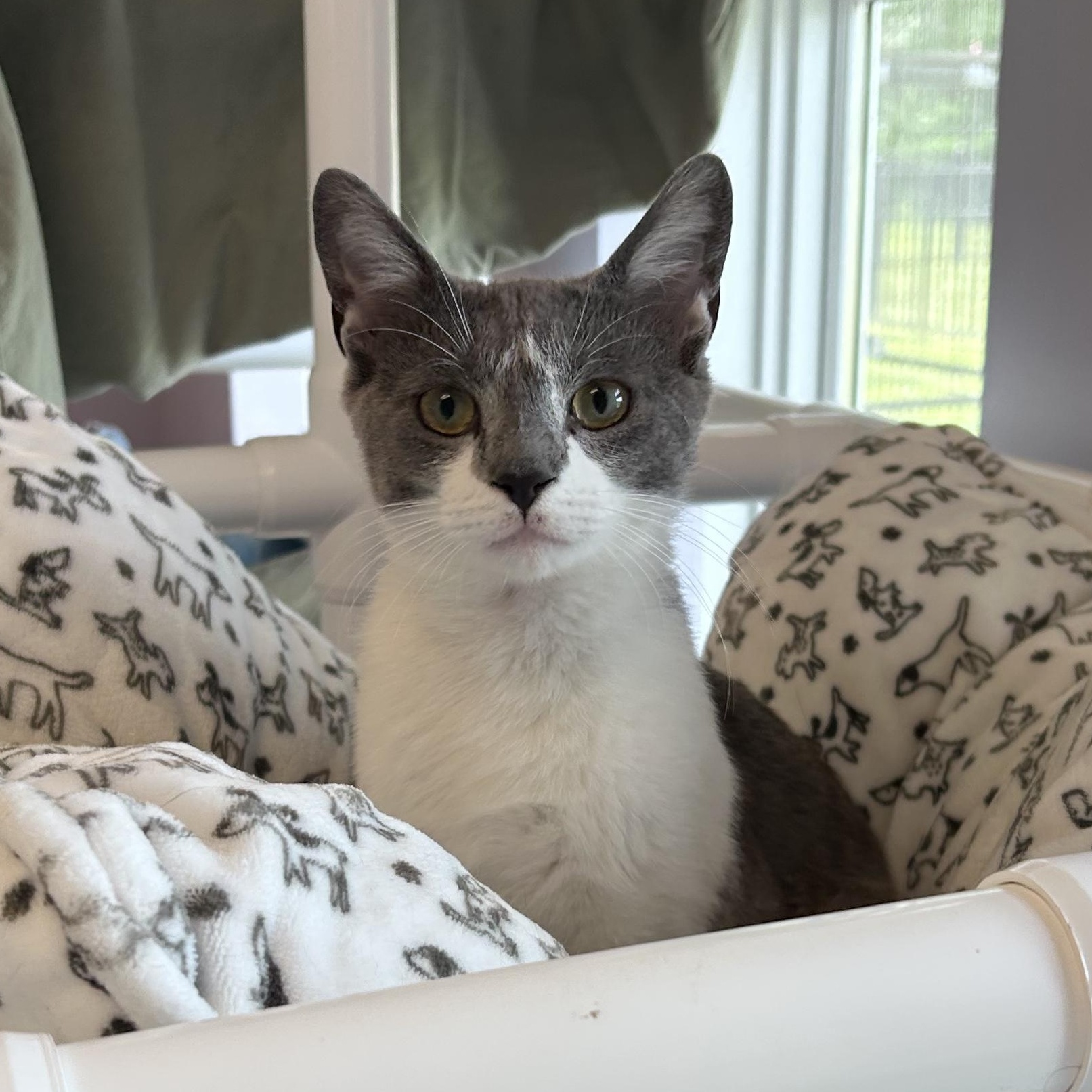 Tabooey, an adopted Domestic Short Hair in Cooperstown, NY image 2/3
