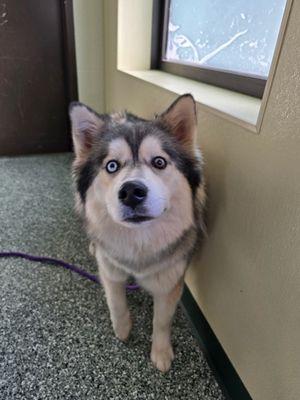Ruger, Adoptable, Adult Male Siberian Husky.