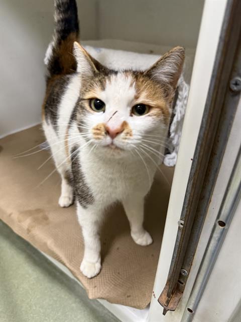 Enlarge PRINCESS, a Adoptable Domestic Short Hair in Boston, MA image 1/1