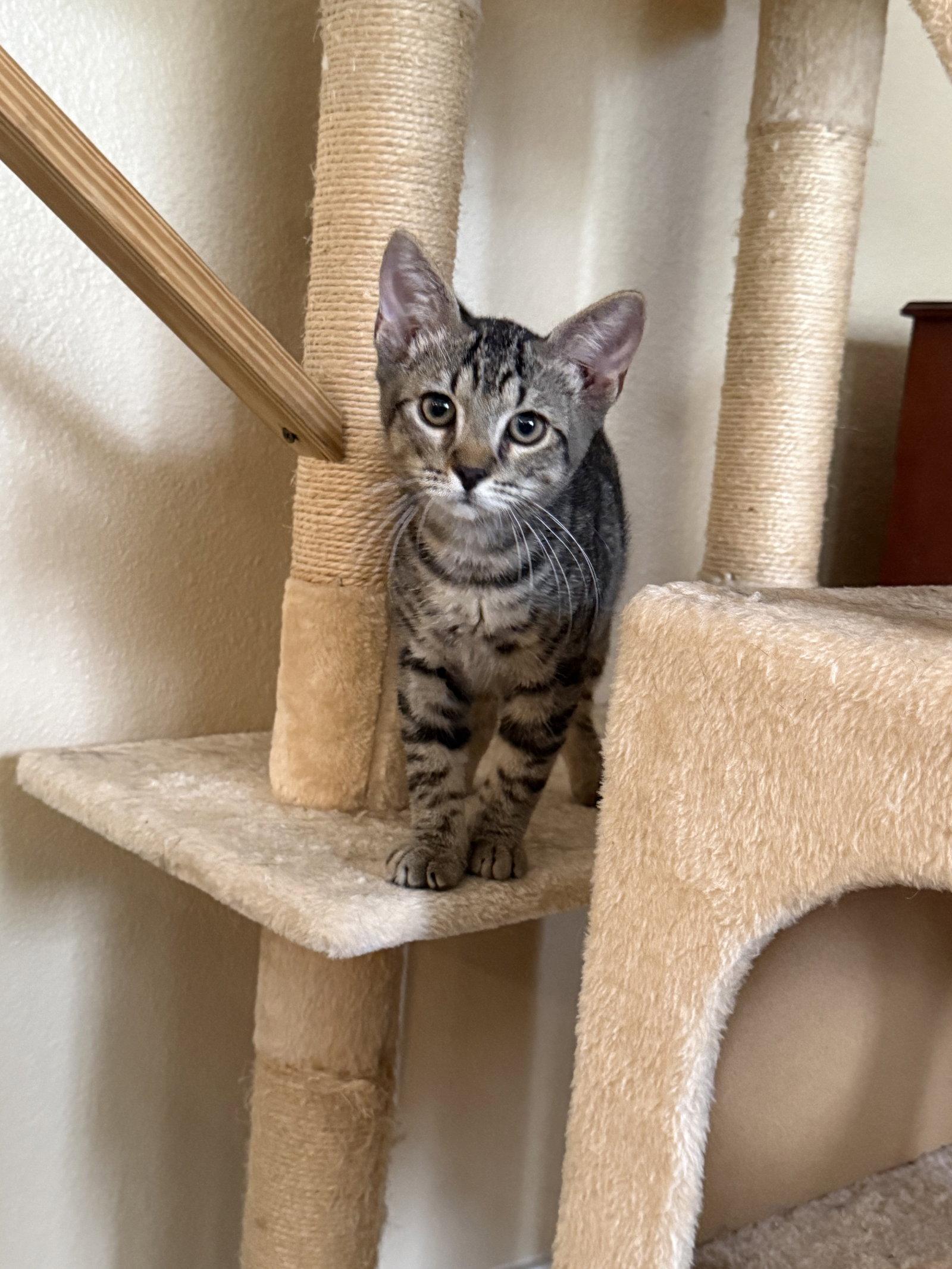 Florida (1859), Adoptable, Kitten Male Domestic Short Hair.