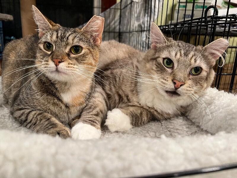 Miley, a Adoptable Domestic Short Hair in Colmar, PA image 1/4