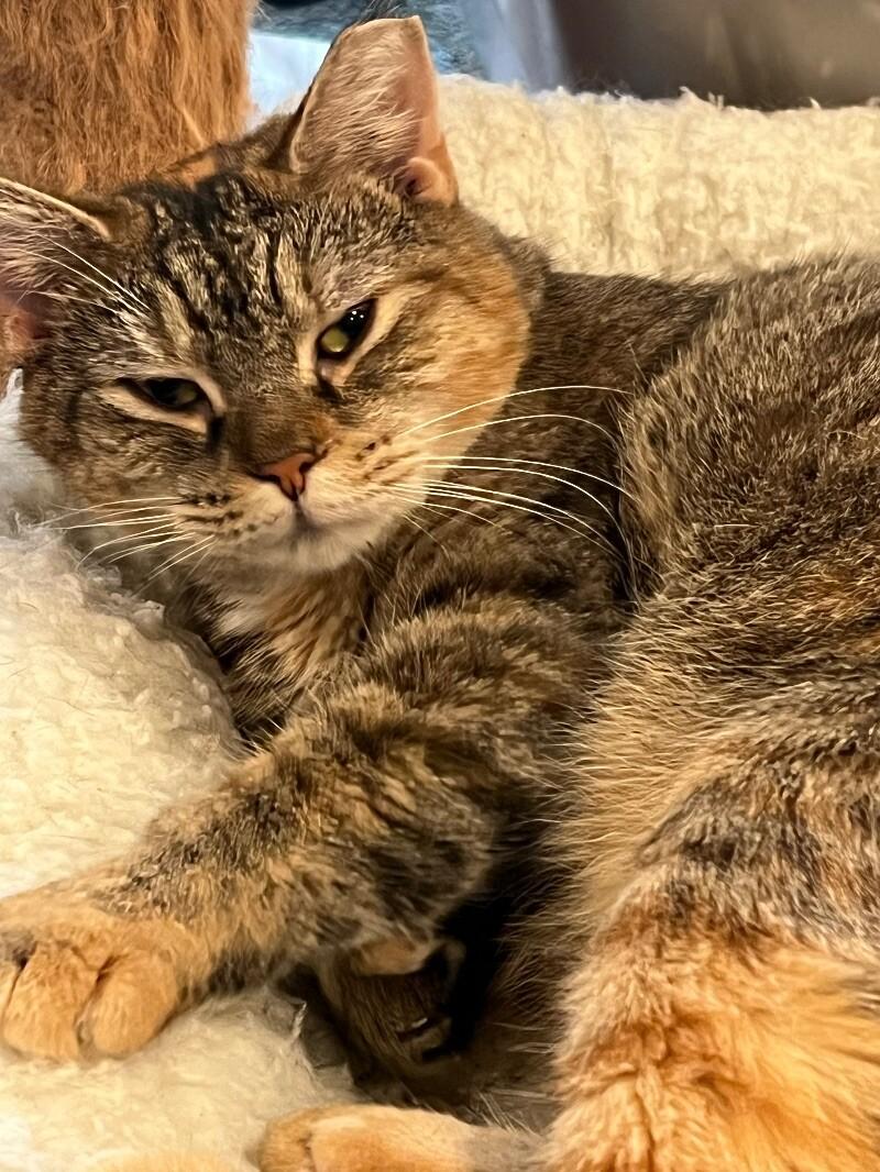 Miley, a Adoptable Domestic Short Hair in Colmar, PA image 2/4