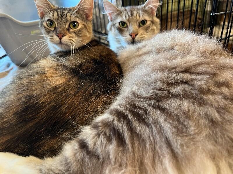 Miley, a Adoptable Domestic Short Hair in Colmar, PA image 3/4