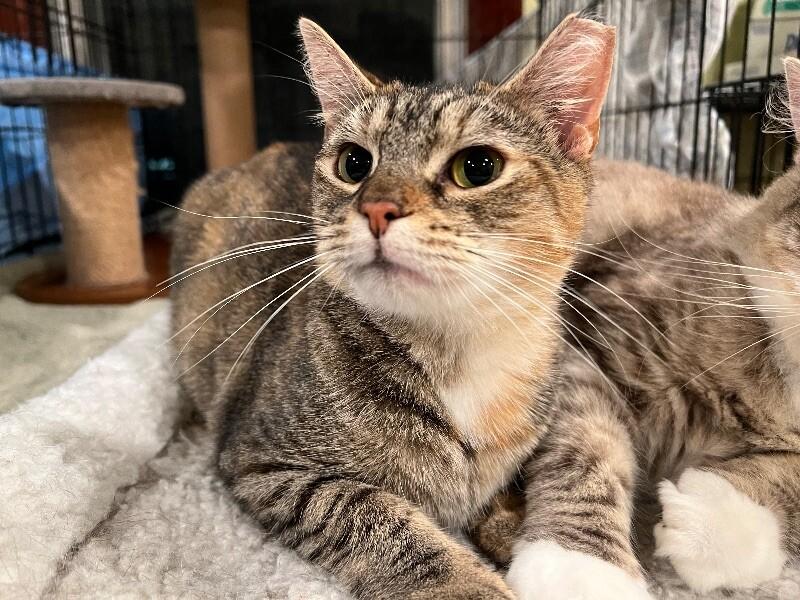 Miley, a Adoptable Domestic Short Hair in Colmar, PA image 4/4