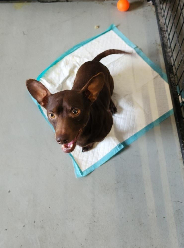 Enlarge Grumpy, a Adoptable mixed breed in Draper, UT image 1/1