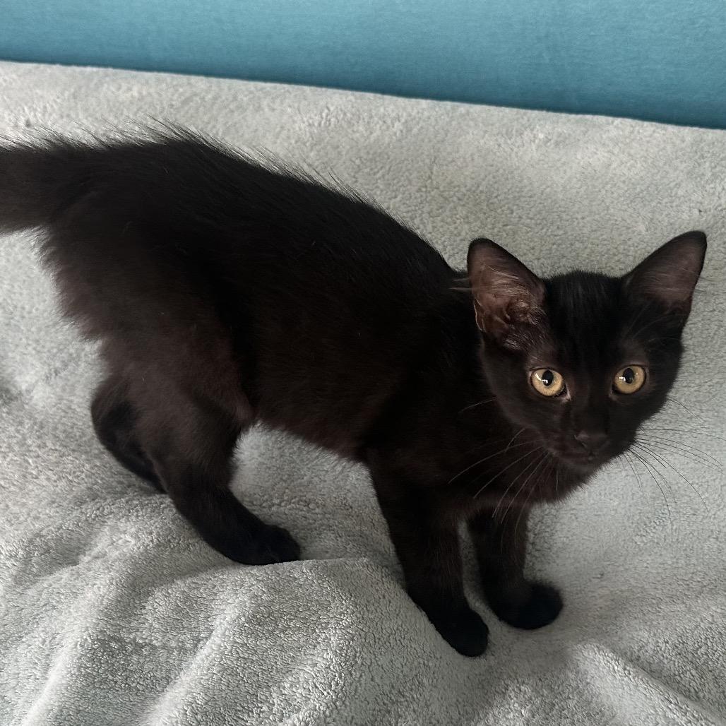 Enlarge Brady, a Adoptable Domestic Medium Hair in Ashland, VA image 1/1