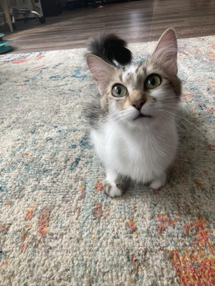 Junie B., Adoptable, Young Female Domestic Medium Hair.