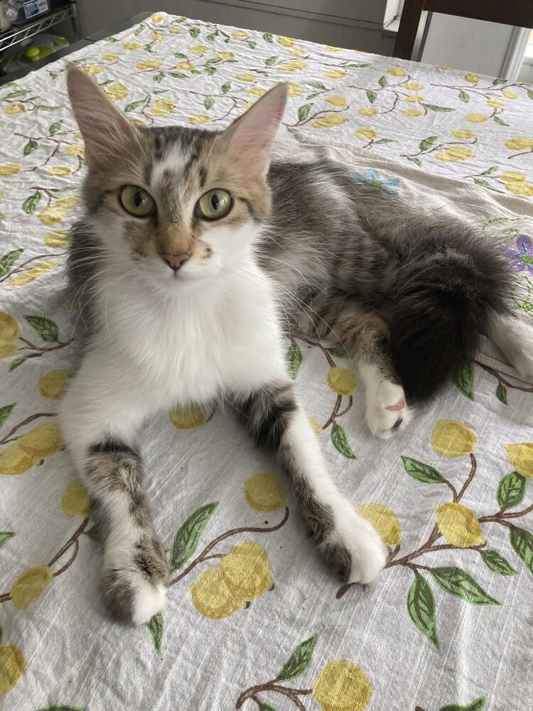 Junie B., a Adoptable Domestic Medium Hair in Evansville, IN image 2/4