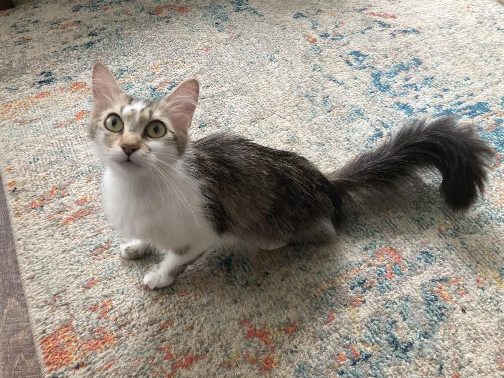 Junie B., a Adoptable Domestic Medium Hair in Evansville, IN image 3/4