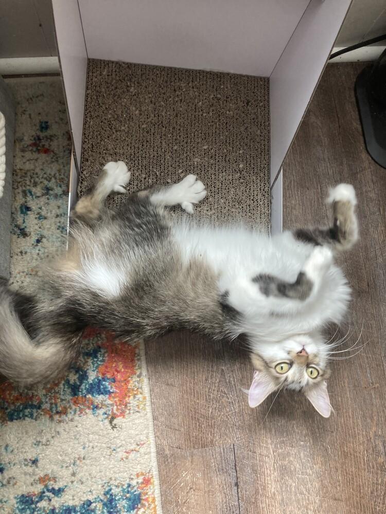 Junie B., a Adoptable Domestic Medium Hair in Evansville, IN image 4/4