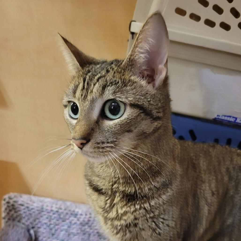 Enlarge Little Jack, a Adoptable Domestic Short Hair in Toms Brook, VA image 1/3