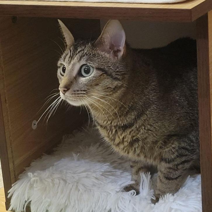 Enlarge Little Jack, a Adoptable Domestic Short Hair in Toms Brook, VA image 2/3