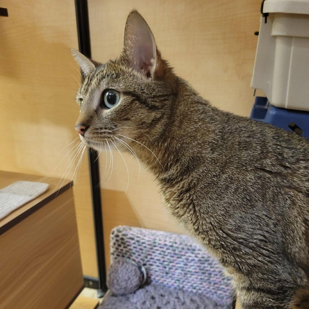 Enlarge Little Jack, a Adoptable Domestic Short Hair in Toms Brook, VA image 3/3