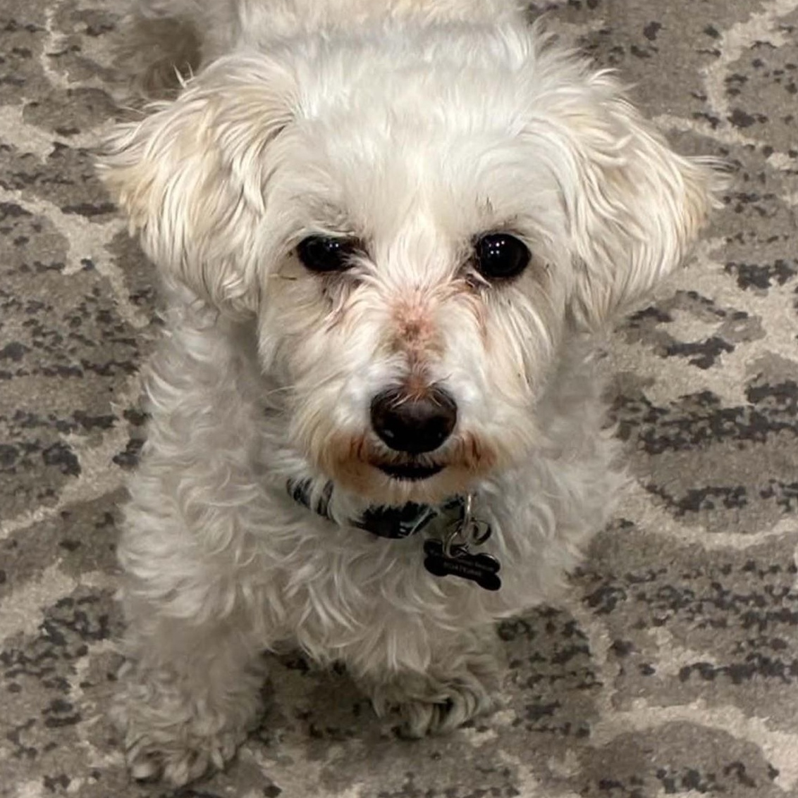 Enlarge Odette, a Adoptable mixed breed in Calgary, AB image 3/6