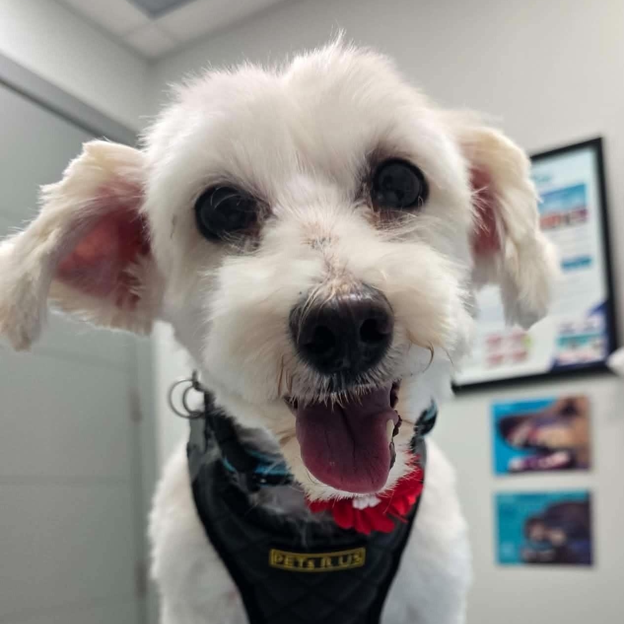 Odette, Adoptable, Senior Female Maltipoo.