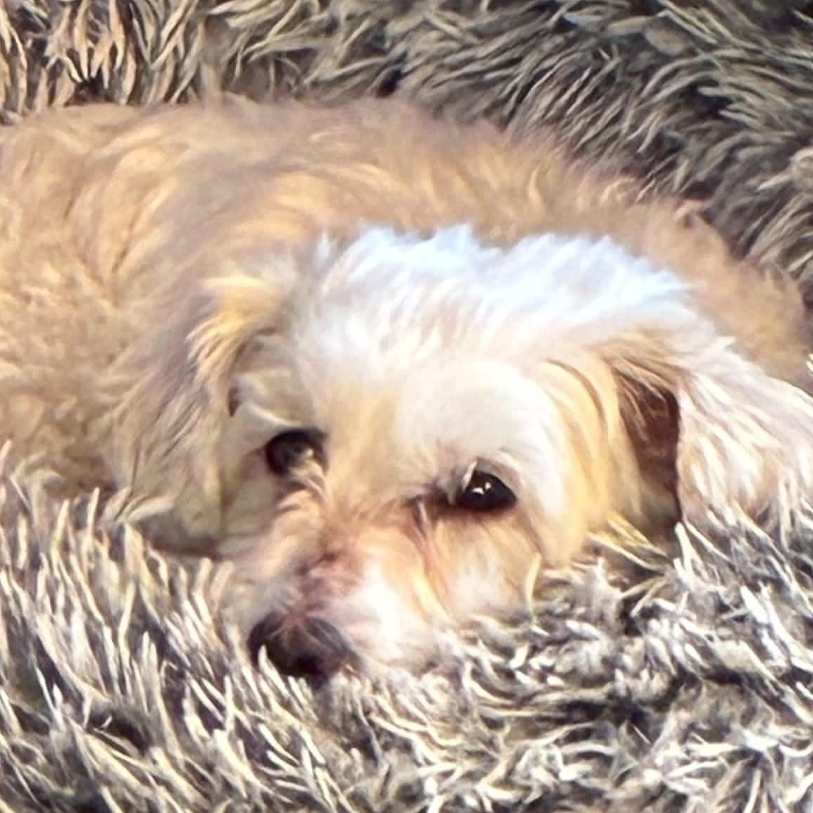 Enlarge Odette, a Adoptable mixed breed in Calgary, AB image 5/6