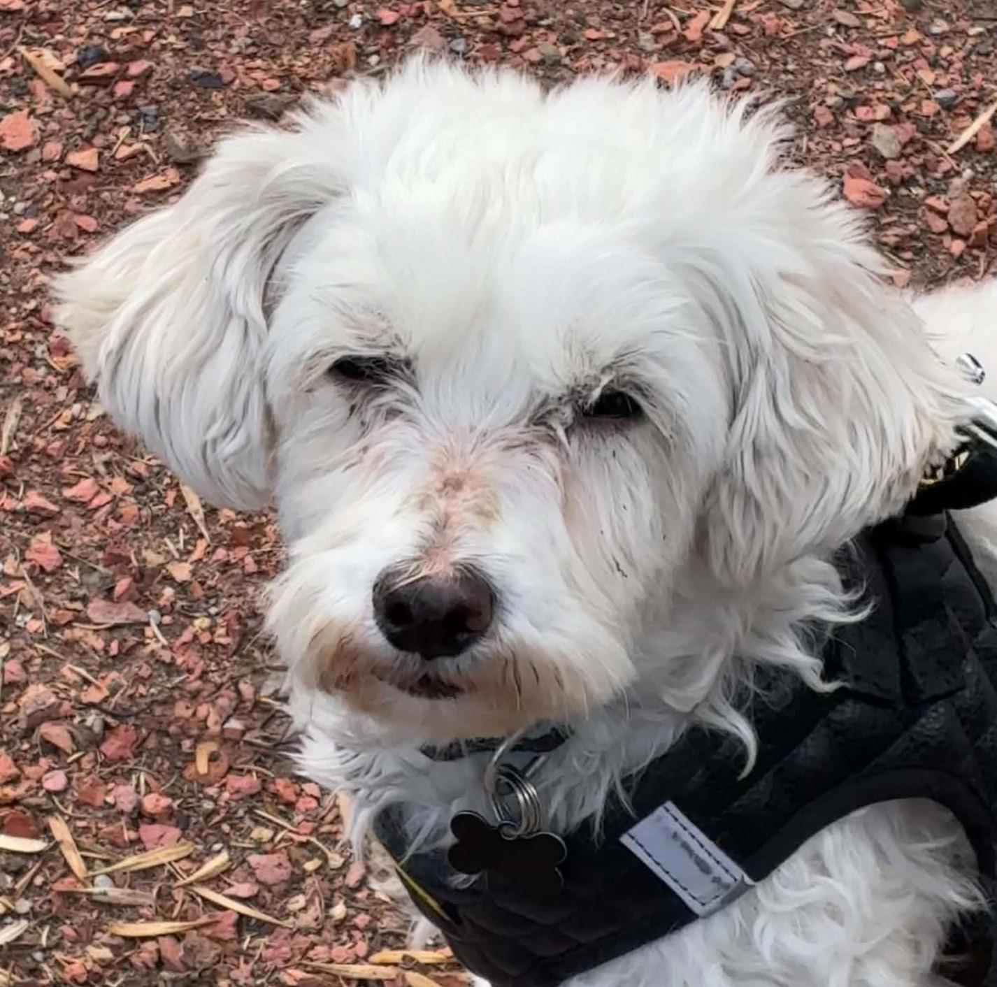 Enlarge Odette, a Adoptable mixed breed in Calgary, AB image 2/6